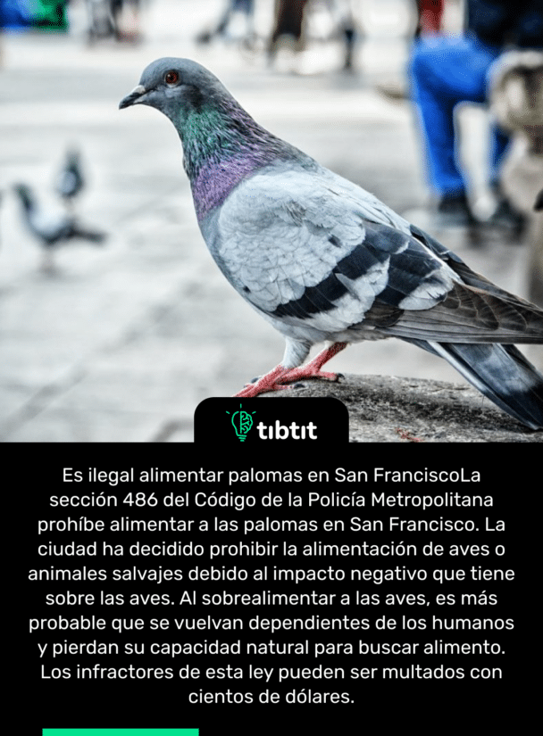 Es ilegal alimentar palomas en San Francisco La sección 486 del Código de la Policía Metropolitana prohíbe alimentar a las palomas en San Francisco. La ciudad ha decidido prohibir la alimentación de aves o animales salvajes debido al impacto negativo que tiene sobre las aves. Al sobrealimentar a las aves, es más probable que se vuelvan dependientes de los humanos y pierdan su capacidad natural para buscar alimento. Los infractores de esta ley pueden ser multados con cientos de dólares.