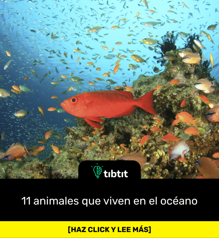 11 animales que viven en el océano