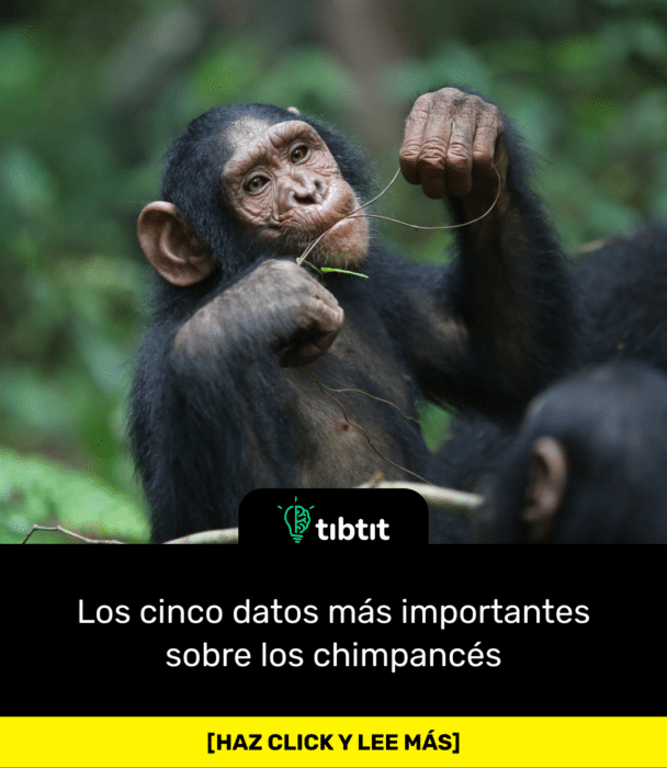 Los cinco datos más importantes sobre los chimpancés