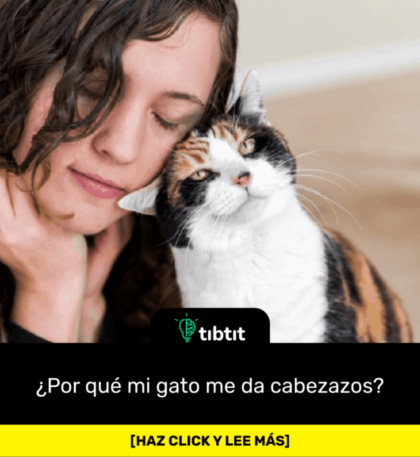 ¿Por qué mi gato me da cabezazos?
