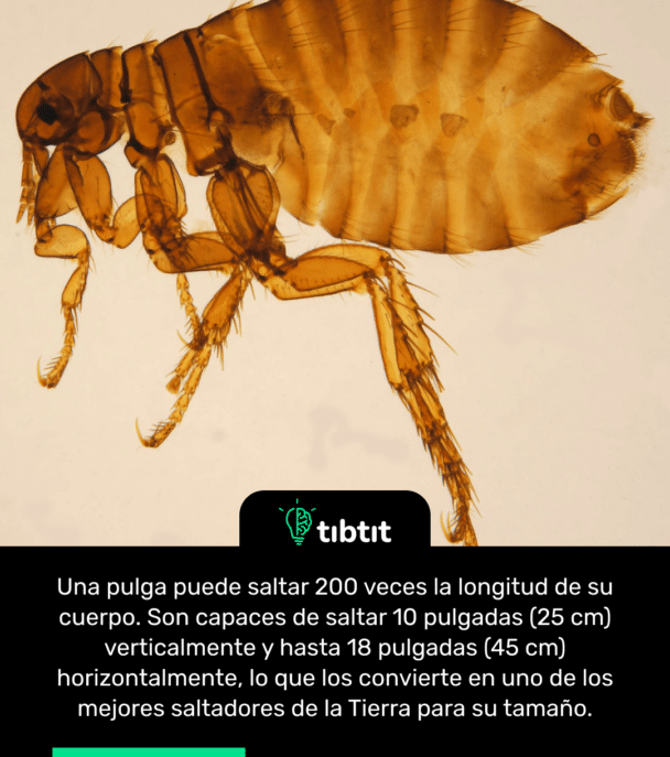 Una pulga puede saltar 200 veces la longitud de su cuerpo. Son capaces de saltar 10 pulgadas (25 cm) verticalmente y hasta 18 pulgadas (45 cm) horizontalmente, lo que los convierte en uno de los mejores saltadores de la Tierra para su tamaño.