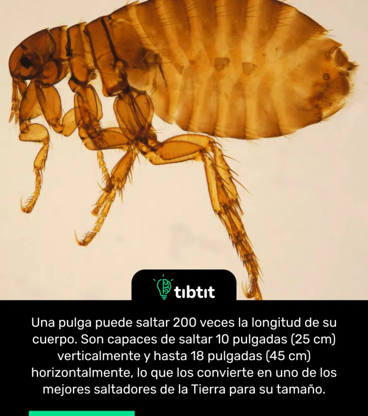 Una pulga puede saltar 200 veces la longitud de su cuerpo. Son capaces de saltar 10 pulgadas (25 cm) verticalmente y hasta 18 pulgadas (45 cm) horizontalmente, lo que los convierte en uno de los mejores saltadores de la Tierra para su tamaño.