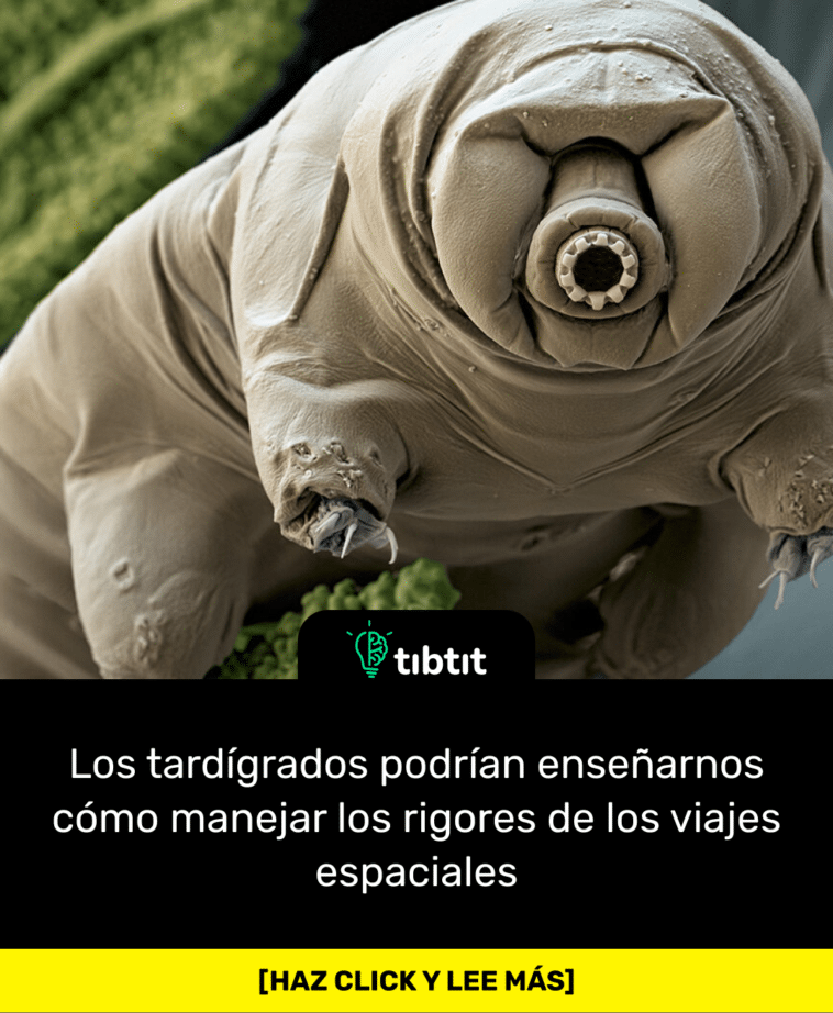 Los tardígrados podrían enseñarnos cómo manejar los rigores de los viajes espaciales
