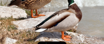 10 datos interesantes sobre los patos