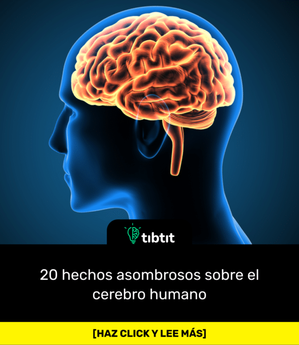 20 hechos asombrosos sobre el cerebro humano
