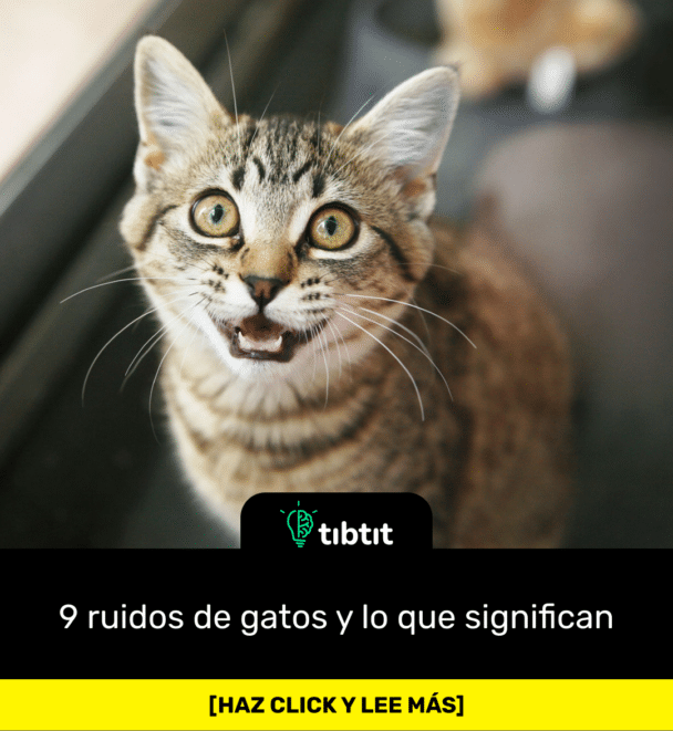 9 ruidos de gatos y lo que significan
