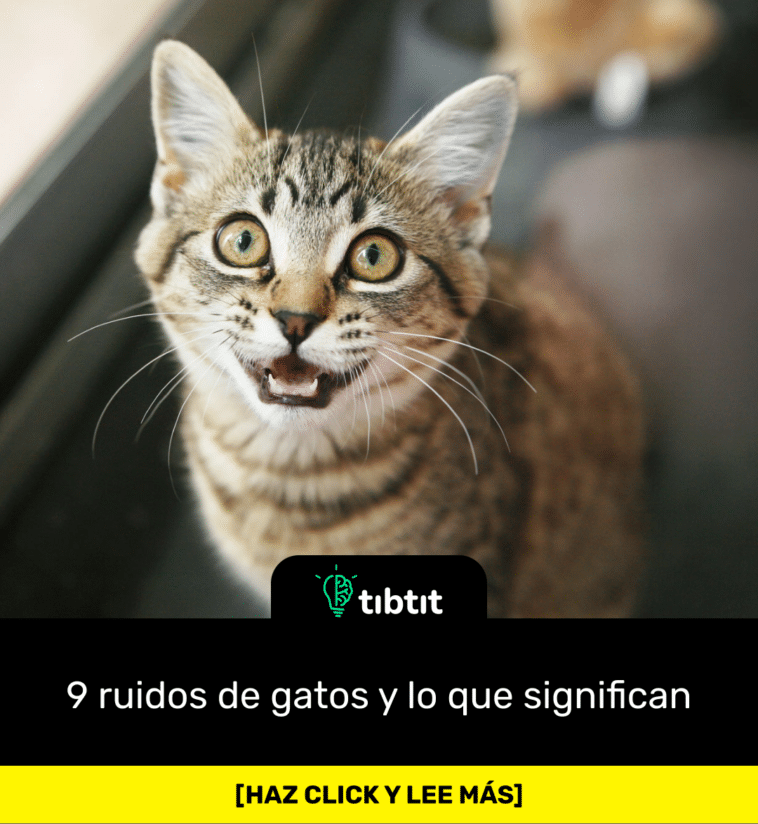 9 ruidos de gatos y lo que significan