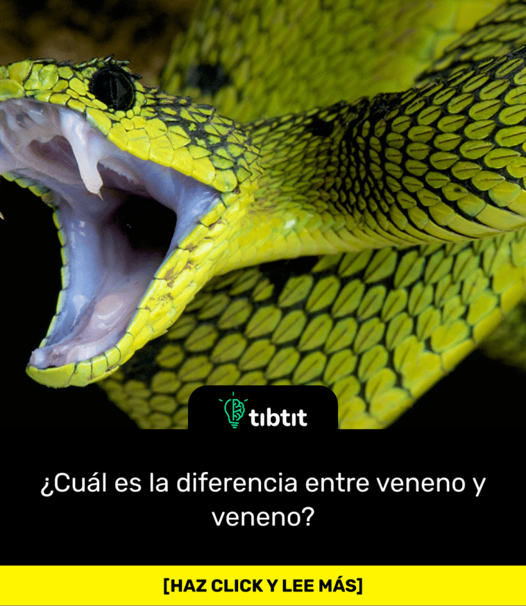¿Cuál es la diferencia entre veneno y veneno?