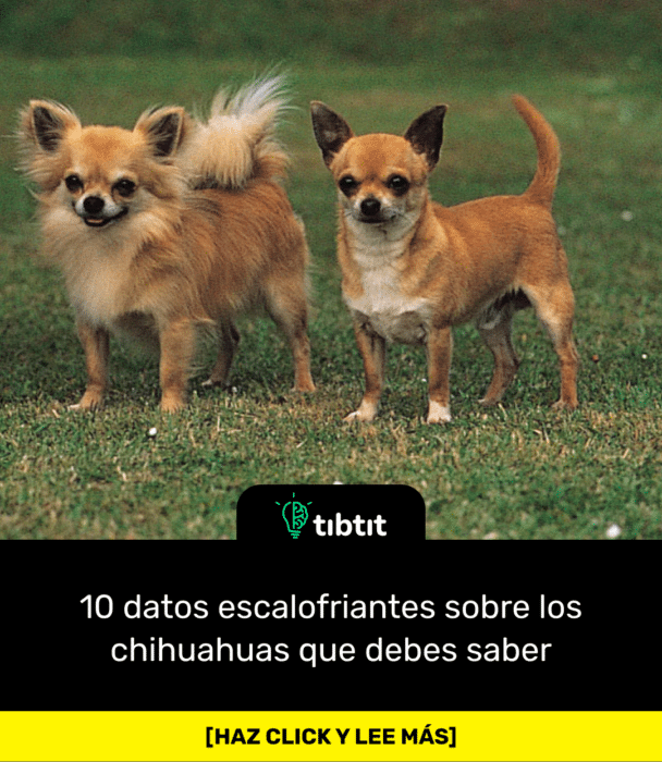 10 datos escalofriantes sobre los chihuahuas que debes saber