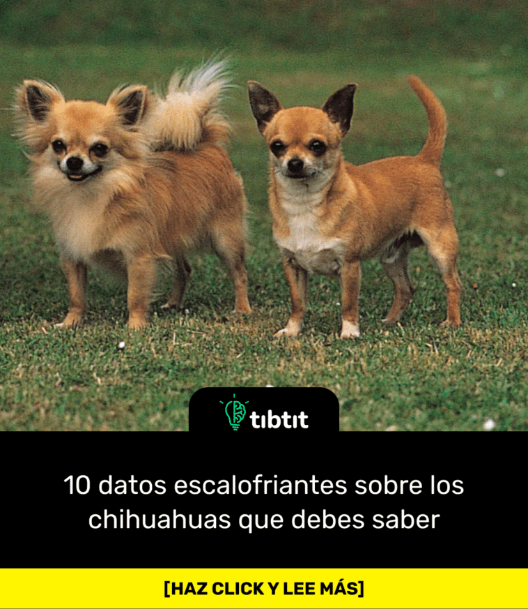 10 datos escalofriantes sobre los chihuahuas que debes saber