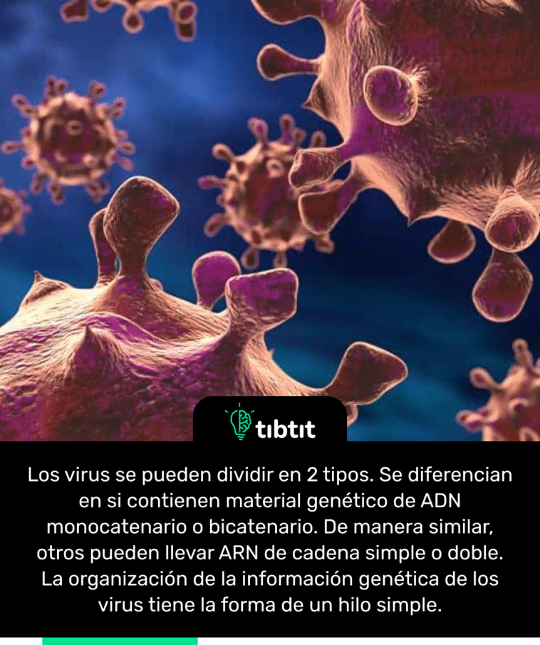 Los virus se pueden dividir en 2 tipos. Se diferencian en si contienen material genético de ADN monocatenario o bicatenario. De manera similar, otros pueden llevar ARN de cadena simple o doble. La organización de la información genética de los virus tiene la forma de un hilo simple.
