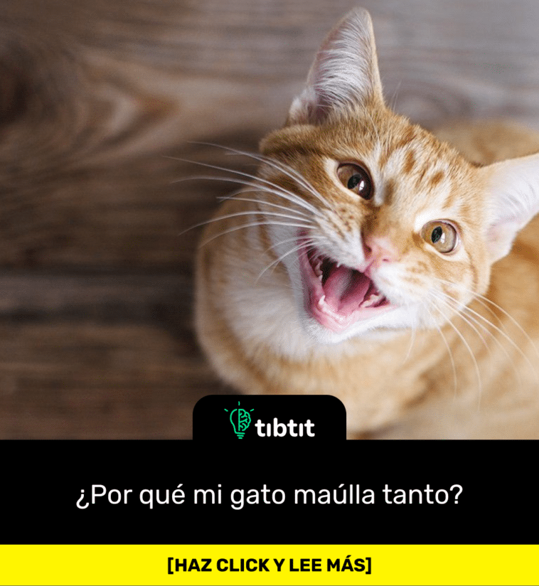 ¿Por qué mi gato maúlla tanto?