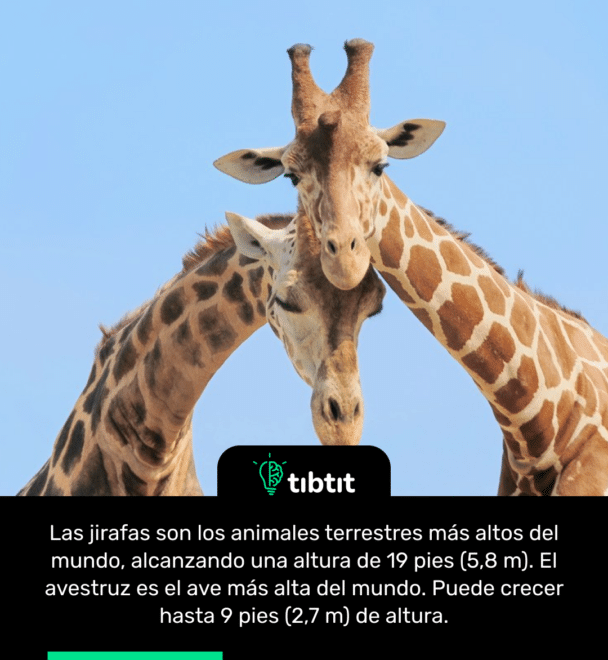 Las jirafas son los animales terrestres más altos del mundo, alcanzando una altura de 19 pies (5,8 m). El avestruz es el ave más alta del mundo. Puede crecer hasta 9 pies (2,7 m) de altura.