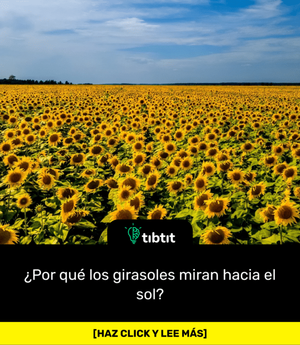 ¿Por qué los girasoles miran hacia el sol?