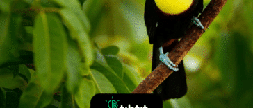 30 datos interesantes sobre los tucanes