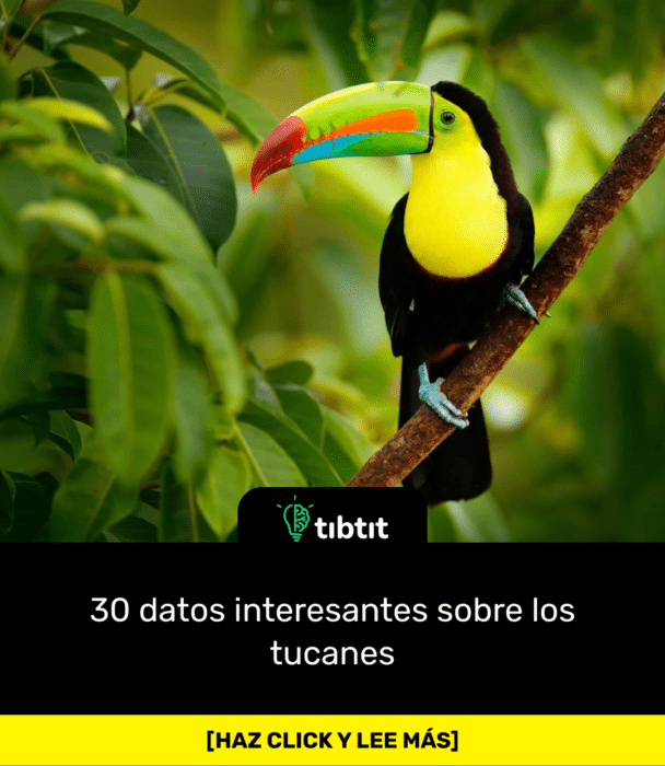 30 datos interesantes sobre los tucanes