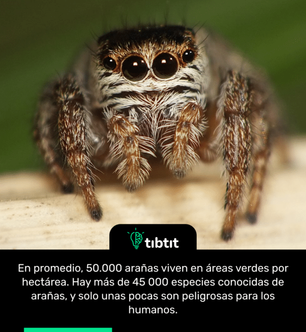 En promedio, 50.000 arañas viven en áreas verdes por hectárea. Hay más de 45 000 especies conocidas de arañas, y solo unas pocas son peligrosas para los humanos.