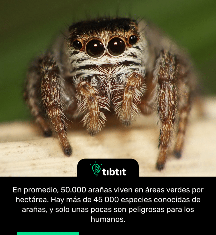 En promedio, 50.000 arañas viven en áreas verdes por hectárea. Hay más de 45 000 especies conocidas de arañas, y solo unas pocas son peligrosas para los humanos.