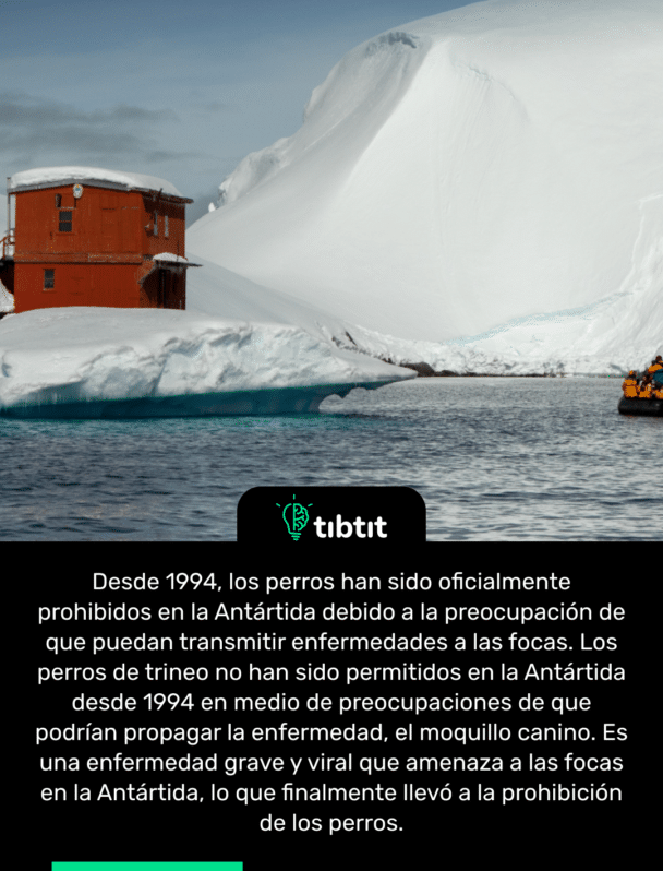 Desde 1994, los perros han sido oficialmente prohibidos en la Antártida debido a la preocupación de que puedan transmitir enfermedades a las focas. Los perros de trineo no han sido permitidos en la Antártida desde 1994 en medio de preocupaciones de que podrían propagar la enfermedad, el moquillo canino. Es una enfermedad grave y viral que amenaza a las focas en la Antártida, lo que finalmente llevó a la prohibición de los perros.