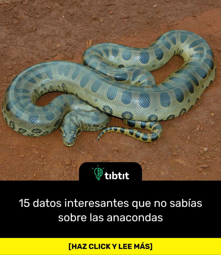 15 datos interesantes que no sabías sobre las anacondas