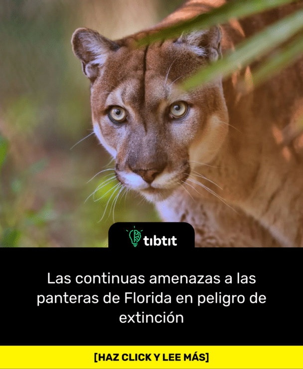 Las continuas amenazas a las panteras de Florida en peligro de extinción