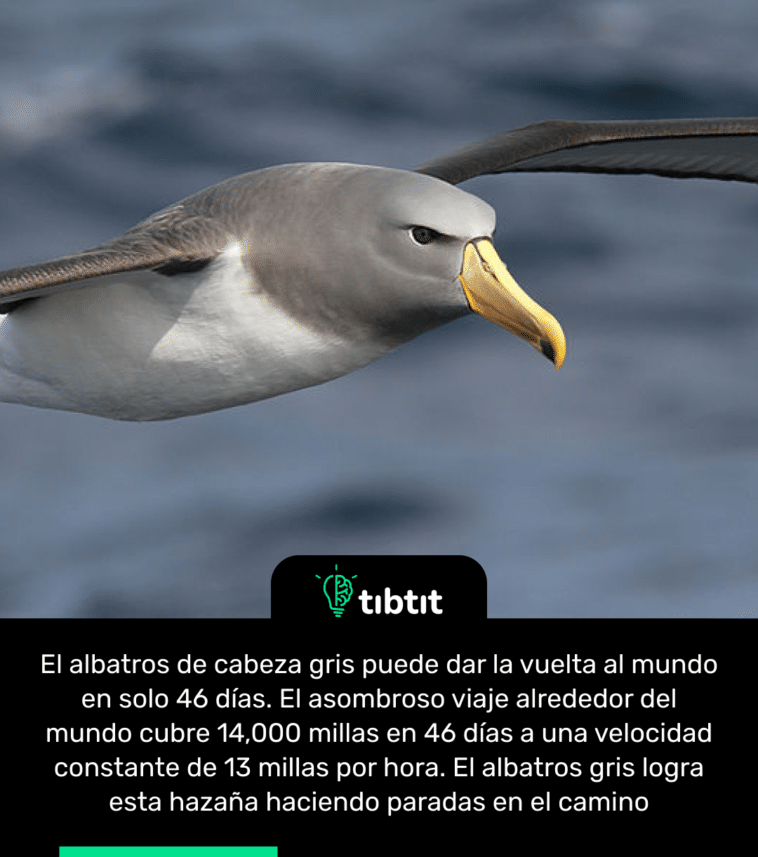 El albatros de cabeza gris puede dar la vuelta al mundo en solo 46 días. El asombroso viaje alrededor del mundo cubre 14,000 millas en 46 días a una velocidad constante de 13 millas por hora. El albatros gris logra esta hazaña haciendo paradas en el camino