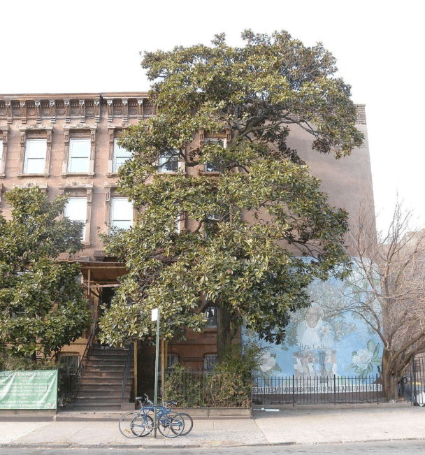 Este árbol de más de 100 años es el último árbol icónico sobreviviente de la ciudad de Nueva York, y su belleza y durabilidad lo han convertido en "un símbolo del vecindario y un punto de orgullo comunitario".
