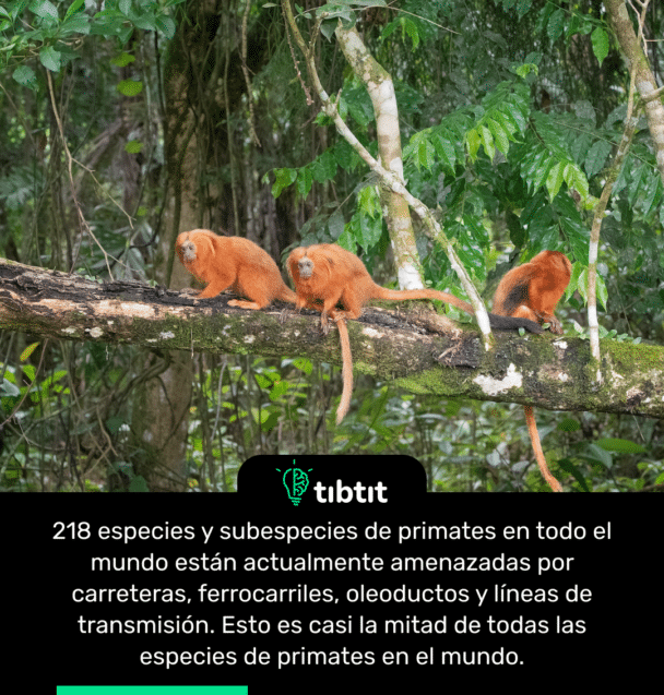218 especies y subespecies de primates en todo el mundo están actualmente amenazadas por carreteras, ferrocarriles, oleoductos y líneas de transmisión. Esto es casi la mitad de todas las especies de primates en el mundo.