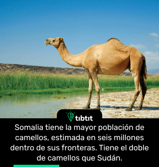 Somalia tiene la mayor población de camellos, estimada en seis millones dentro de sus fronteras. Tiene el doble de camellos que Sudán.