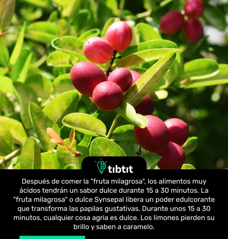 Después de comer la "fruta milagrosa", los alimentos muy ácidos tendrán un sabor dulce durante 15 a 30 minutos. La "fruta milagrosa" o dulce Synsepal libera un poder edulcorante que transforma las papilas gustativas. Durante unos 15 a 30 minutos, cualquier cosa agria es dulce. Los limones pierden su brillo y saben a caramelo.