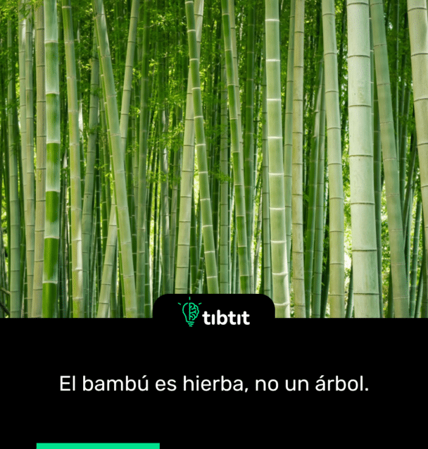 El bambú es hierba, no un árbol.