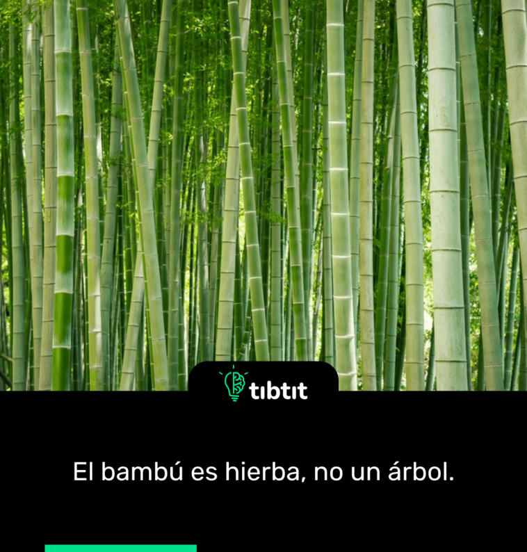 El bambú es hierba, no un árbol.