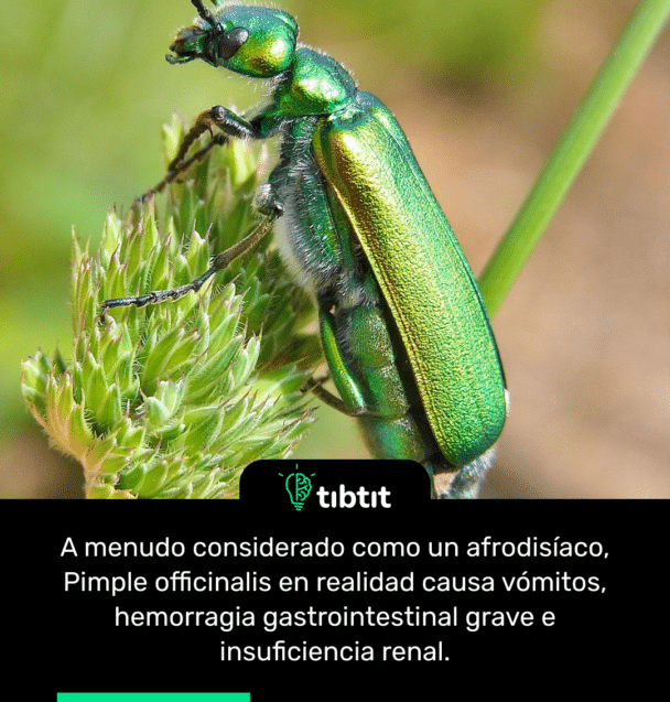 A menudo considerado como un afrodisíaco, Pimple officinalis en realidad causa vómitos, hemorragia gastrointestinal grave e insuficiencia renal.