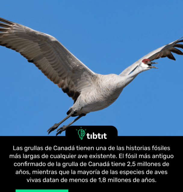 Las grullas de Canadá tienen una de las historias fósiles más largas de cualquier ave existente. El fósil más antiguo confirmado de la grulla de Canadá tiene 2,5 millones de años, mientras que la mayoría de las especies de aves vivas datan de menos de 1,8 millones de años.