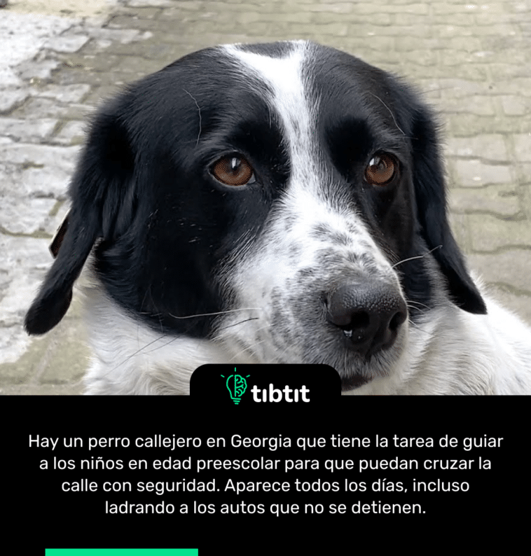 Hay un perro callejero en Georgia que tiene la tarea de guiar a los niños en edad preescolar para que puedan cruzar la calle con seguridad. Aparece todos los días, incluso ladrando a los autos que no se detienen.