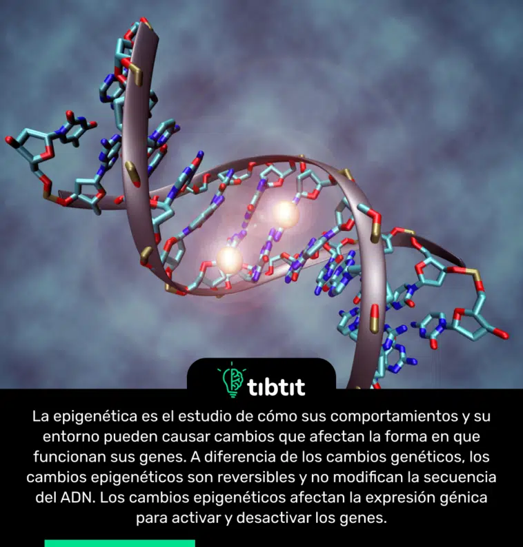 La epigenética es el estudio de cómo sus comportamientos y su entorno pueden causar cambios que afectan la forma en que funcionan sus genes. A diferencia de los cambios genéticos, los cambios epigenéticos son reversibles y no modifican la secuencia del ADN. Los cambios epigenéticos afectan la expresión génica para activar y desactivar los genes.