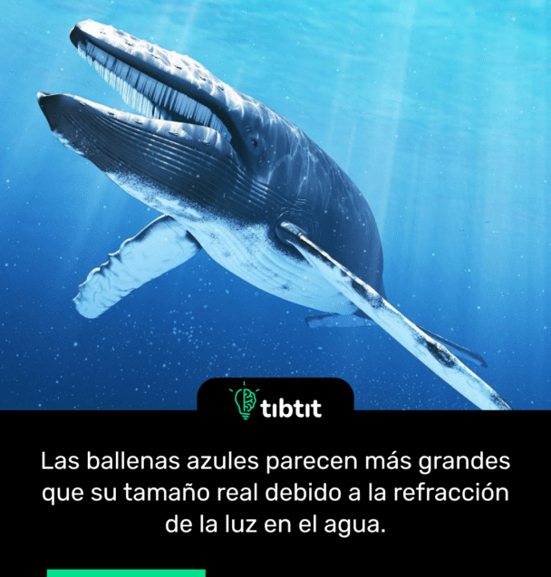 Las ballenas azules parecen más grandes que su tamaño real debido a la refracción de la luz en el agua.