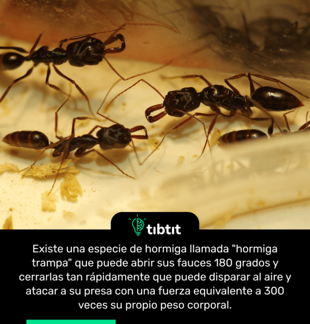 Existe una especie de hormiga llamada "hormiga trampa" que puede abrir sus fauces 180 grados y cerrarlas tan rápidamente que puede disparar al aire y atacar a su presa con una fuerza equivalente a 300 veces su propio peso corporal.