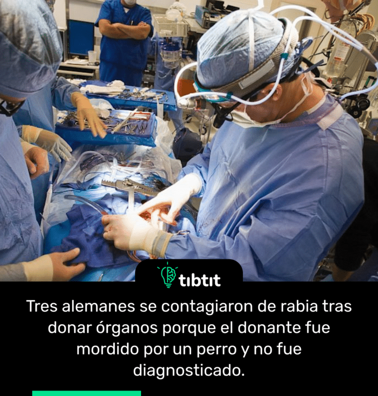 Tres alemanes se contagiaron de rabia tras donar órganos porque el donante fue mordido por un perro y no fue diagnosticado.