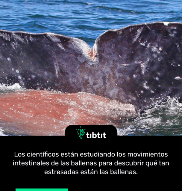 Los científicos están estudiando los movimientos intestinales de las ballenas para descubrir qué tan estresadas están las ballenas.