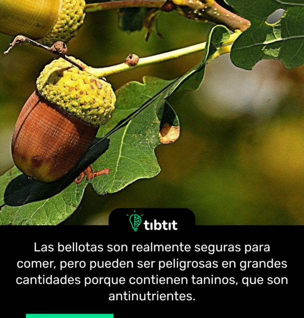 Las bellotas son realmente seguras para comer, pero pueden ser peligrosas en grandes cantidades porque contienen taninos, que son antinutrientes.