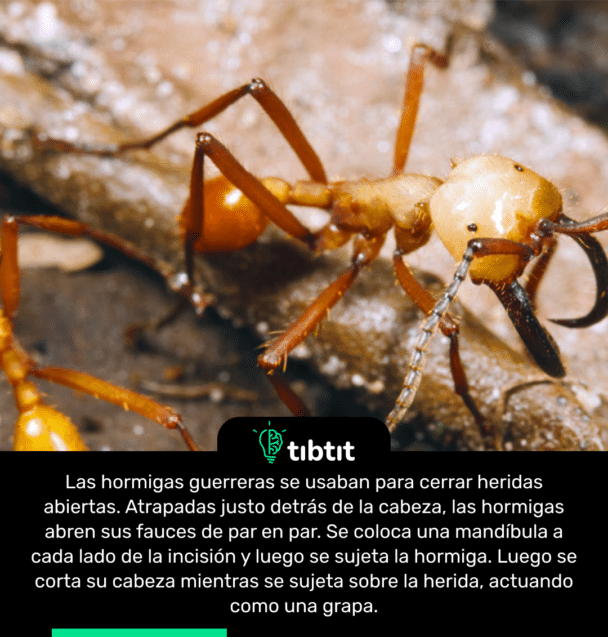 Las hormigas guerreras se usaban para cerrar heridas abiertas. Atrapadas justo detrás de la cabeza, las hormigas abren sus fauces de par en par. Se coloca una mandíbula a cada lado de la incisión y luego se sujeta la hormiga. Luego se corta su cabeza mientras se sujeta sobre la herida, actuando como una grapa.