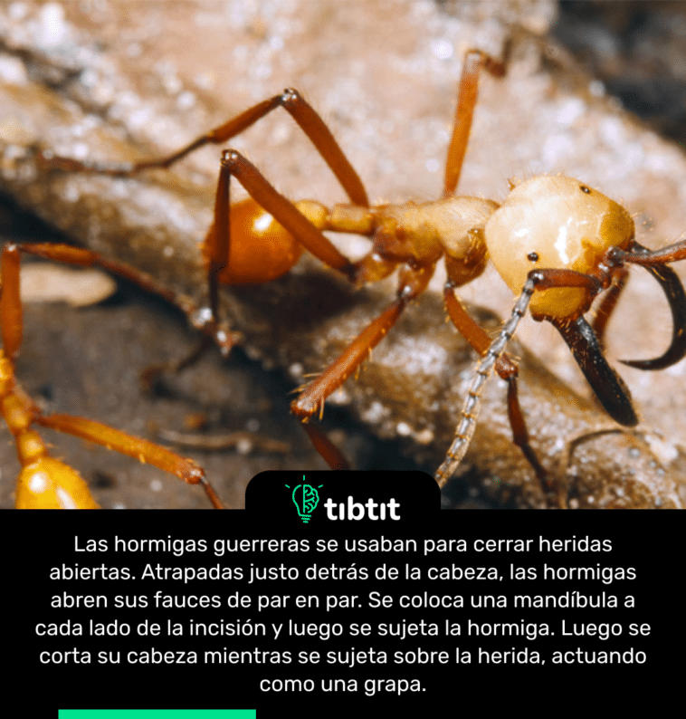 Las hormigas guerreras se usaban para cerrar heridas abiertas. Atrapadas justo detrás de la cabeza, las hormigas abren sus fauces de par en par. Se coloca una mandíbula a cada lado de la incisión y luego se sujeta la hormiga. Luego se corta su cabeza mientras se sujeta sobre la herida, actuando como una grapa.