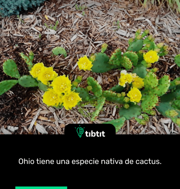 Ohio tiene una especie nativa de cactus.
