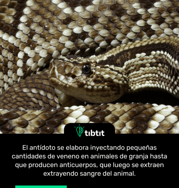 El antídoto se elabora inyectando pequeñas cantidades de veneno en animales de granja hasta que producen anticuerpos, que luego se extraen extrayendo sangre del animal.