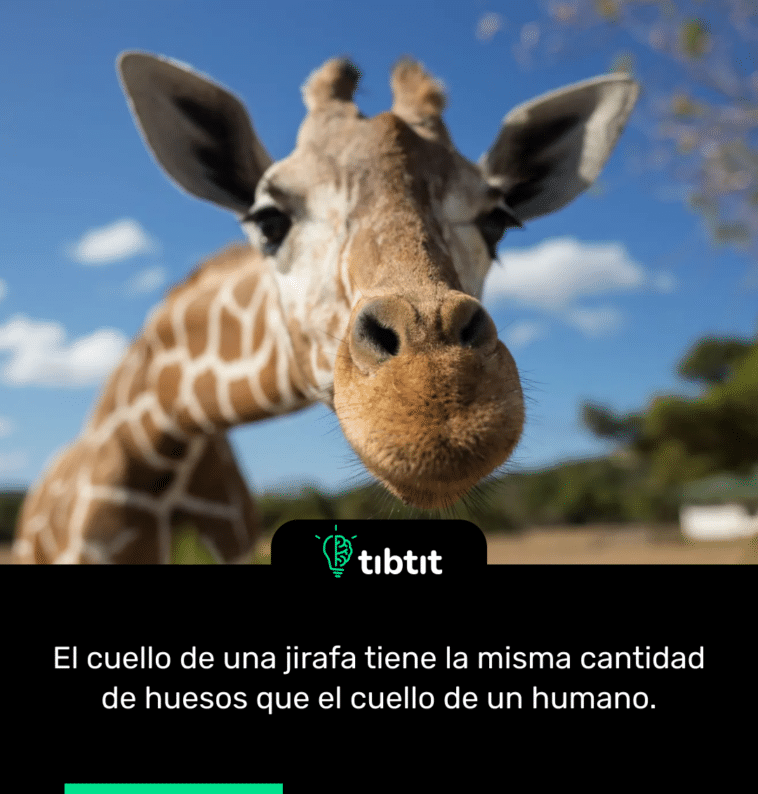 El cuello de una jirafa tiene la misma cantidad de huesos que el cuello de un humano.