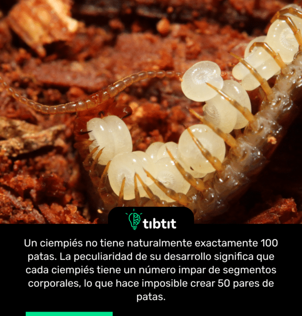 Un ciempiés no tiene naturalmente exactamente 100 patas. La peculiaridad de su desarrollo significa que cada ciempiés tiene un número impar de segmentos corporales, lo que hace imposible crear 50 pares de patas.