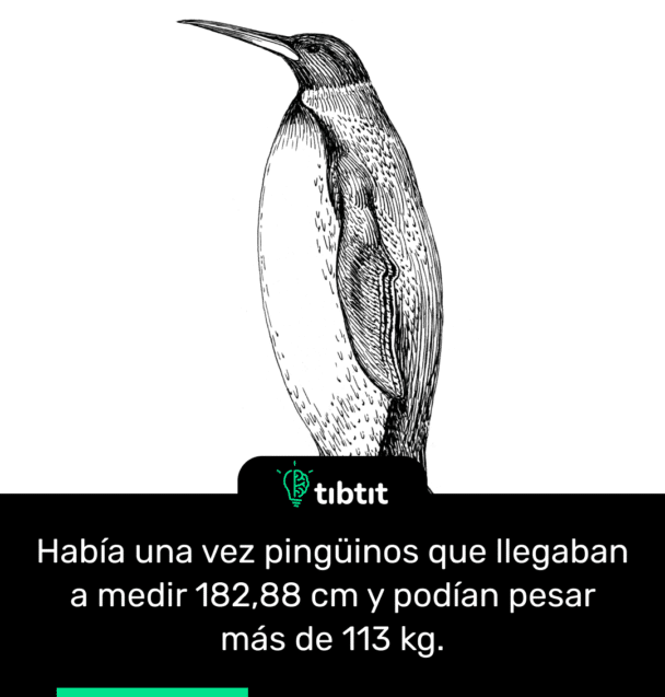 Había una vez pingüinos que llegaban a medir 182,88 cm y podían pesar más de 113 kg.