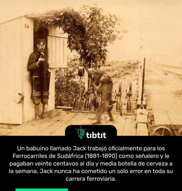 Un babuino llamado Jack trabajó oficialmente para los Ferrocarriles de Sudáfrica (1881-1890) como señalero y le pagaban veinte centavos al día y media botella de cerveza a la semana. Jack nunca ha cometido un solo error en toda su carrera ferroviaria.