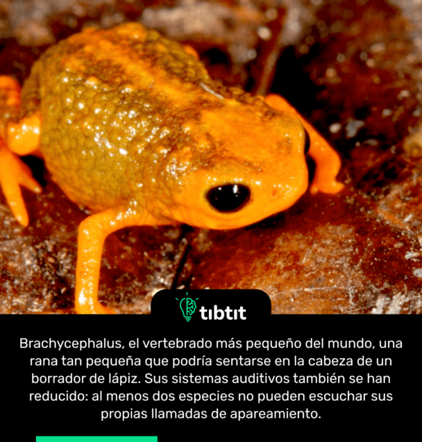 Brachycephalus, el vertebrado más pequeño del mundo, una rana tan pequeña que podría sentarse en la cabeza de un borrador de lápiz. Sus sistemas auditivos también se han reducido: al menos dos especies no pueden escuchar sus propias llamadas de apareamiento.